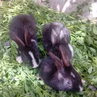 خرگوش|موش و خرگوش|باغ بهادران, |دیوار