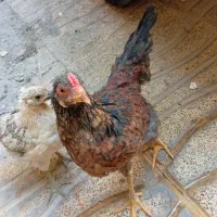 یک عدد خروس و جوجه