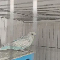 مرغ عشق