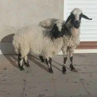 تقلی زاییده