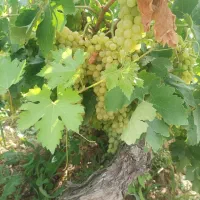 اجاره باغ انگور
