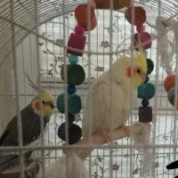 جفت عروس هلندی مولد کار داذه کینگ سایز