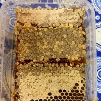 عسل کندو سنتی اصل اصل