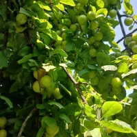 الوچه|خوردنی و آشامیدنی|لوندویل, |دیوار