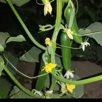 خیار|خوردنی و آشامیدنی|سیرجان, |دیوار
