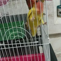 پرنده طوطی برزیلی