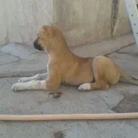 توله سگ نژاد سرابی