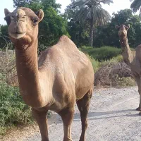 سلام یک عدد شتر نر چهار سال  ولی پنچی زده