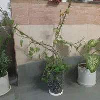 پتوس|گل و گیاه طبیعی|سبزوار, شرق کال شمالی|دیوار