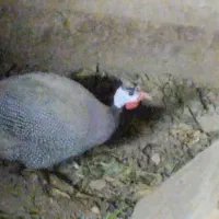 مرغ شاخ دار