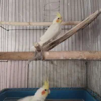 عروس هلندی