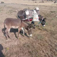 شیرخر|حیوانات مزرعه|نیر (اردبیل), |دیوار