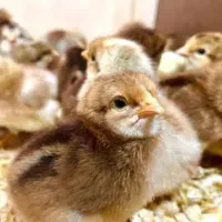 جوجه گلپایگان جوجه اردک‌‌ فروش به صورت جزعی و کلی
