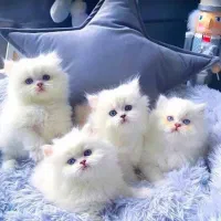 گربه چشم آبی بچه بیریتیش اسکاتیش پرشین کیلینیک