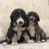 واگذاری رایگان جفت توله سگ آلابای روسی نگهبان
