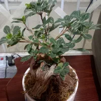 گل بنسای میخک ژاپنی