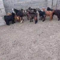 باسلام فروش ۱۲ بزغاله نرماده
