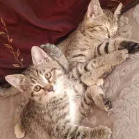 گربه ۳ ماهه دستی