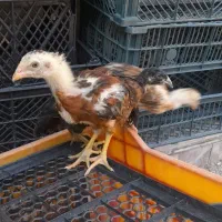 جوجه ۸۰ روزه