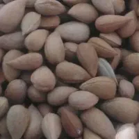 فروش عمده بادام تلخ تمیز شده