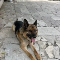 سگ ژرمن