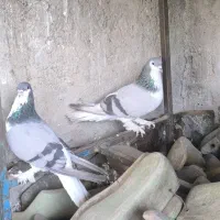 نرماده دمگیر ابری