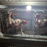 مرغ تخم گذار محلی