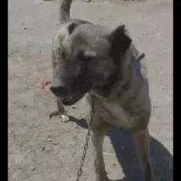 اصیل نروماده