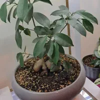 گل های آپارتمانی