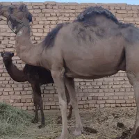 ارونه شیری