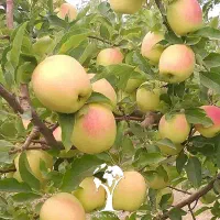 همکاری سیب