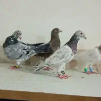 سارسرور شکلاتی