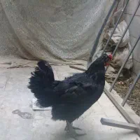 مرغ تخم گذار