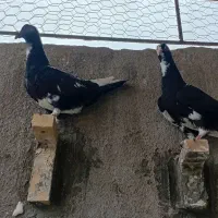 سلام ۴تا پلنگ