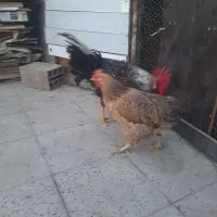 مرغ خروس جوان