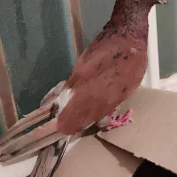 نرسرخ گرفتنی دم سرور