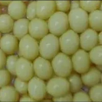 تخم حلزون البینو در بردسیر