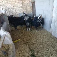 بز بزغاله وبره برای قربانی