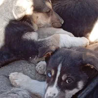 واگذاری توله هاسکی دوبر