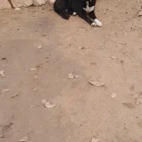 سگ گله