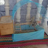 طوطی|پرنده|رشت, آزادگان|دیوار
