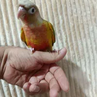 گرینچیک دبل رد