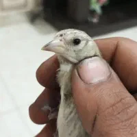 سهره جوجه