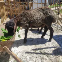 یک عدد بره ماده سرحال چاق با تخفیف