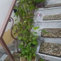 گ ل|گل و گیاه طبیعی|سنندج, |دیوار