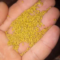 بذر یونجه مرغوب رنجر آمریکایی اصل عمده