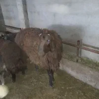 شیشک قوچ همو
