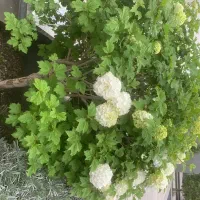 سمپاشی باغ های میوه وویلا