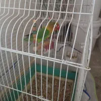 طوطی برزیلی نر