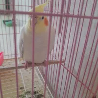 سهره حلب